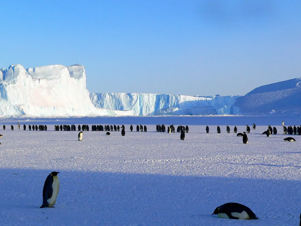 Fauna antártica y pingüinos - tours de expedición exclusivos desde Chile